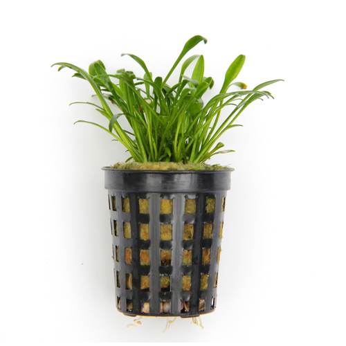 Cryptocoryne Parva Live Tropical Plant Potted