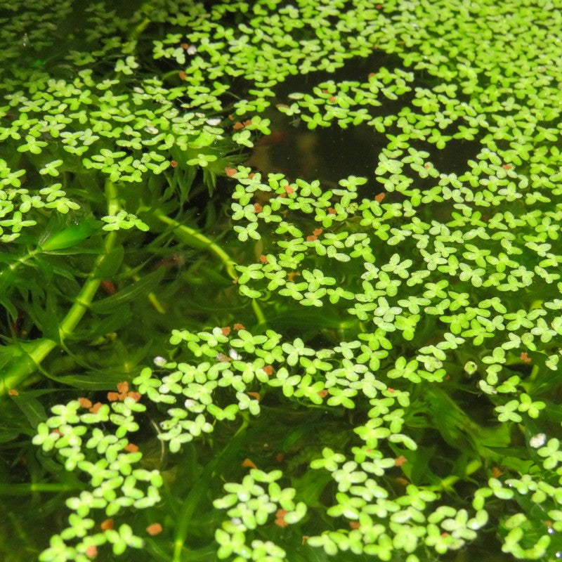 Duckweed Lemna - Aquarium Portion 10g