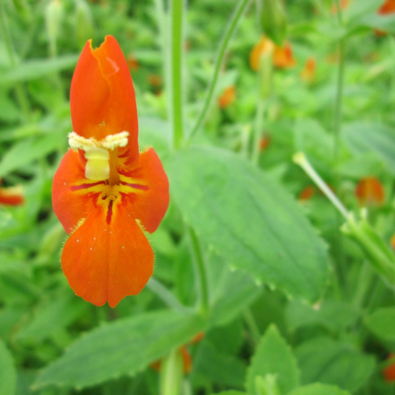 Mimulus Cardinalis Scarlet Monkeyflower
