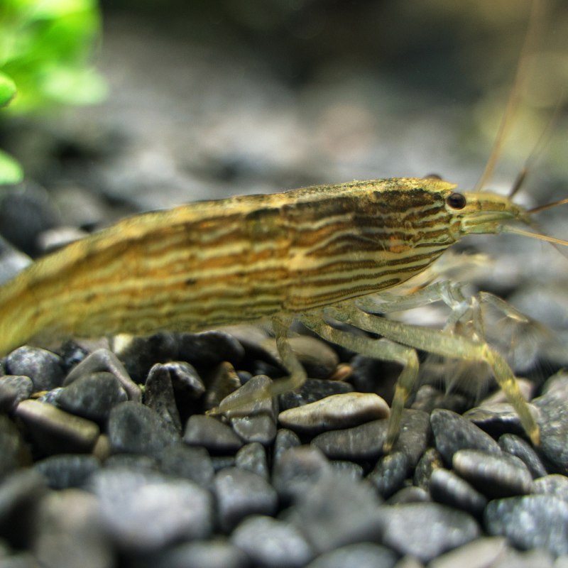 Bamboo Shrimp