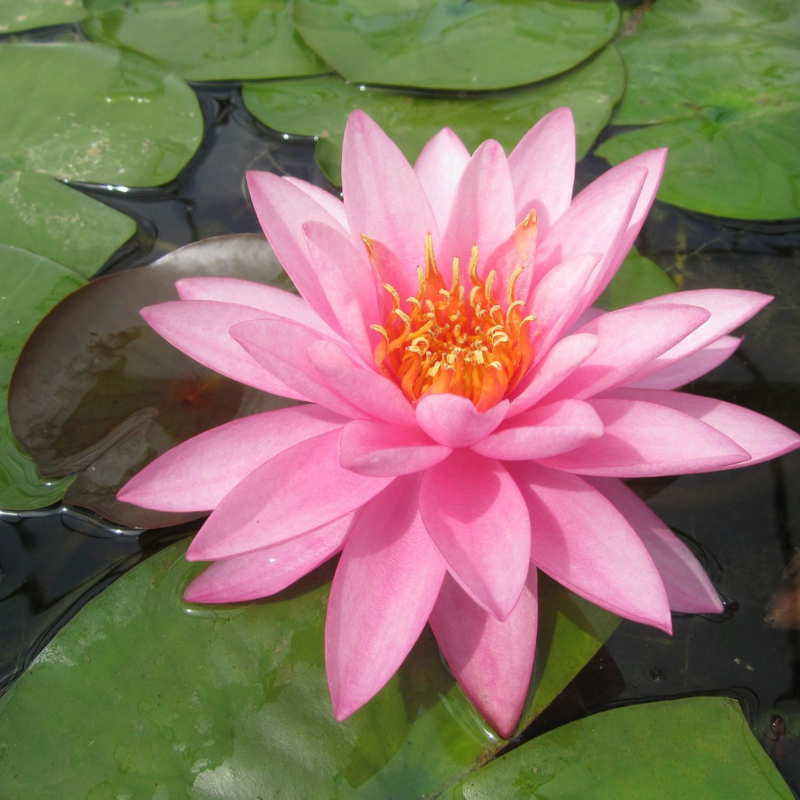 Nymphaea Mayla Water Lily
