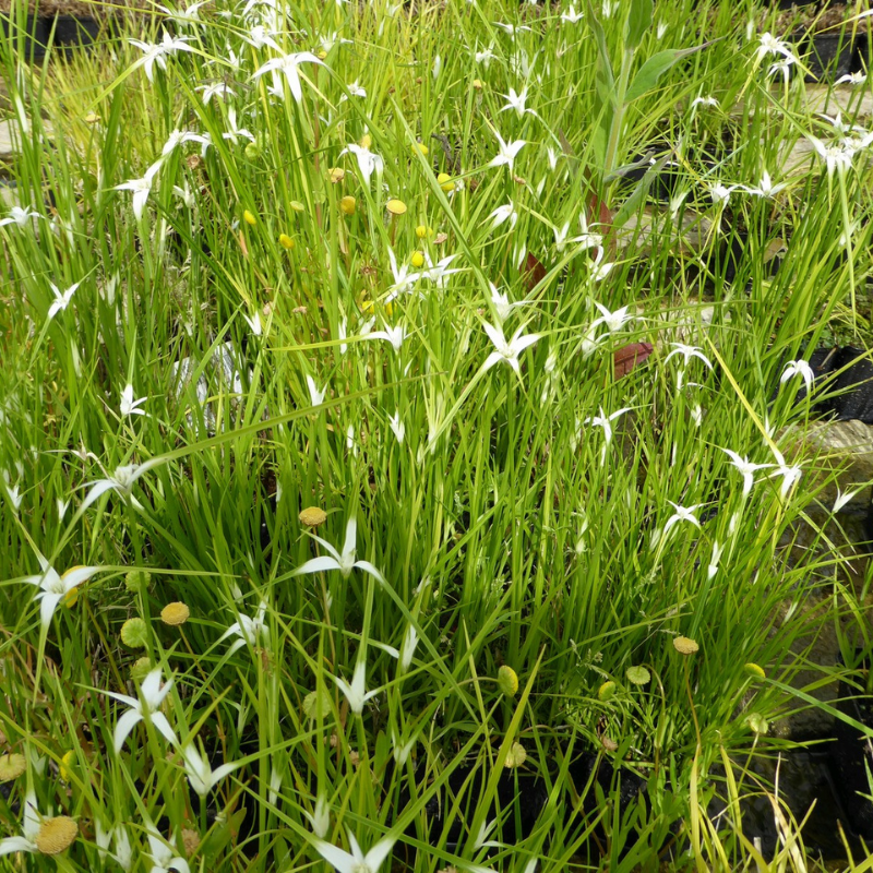Dichromena Colorata White Star Grass