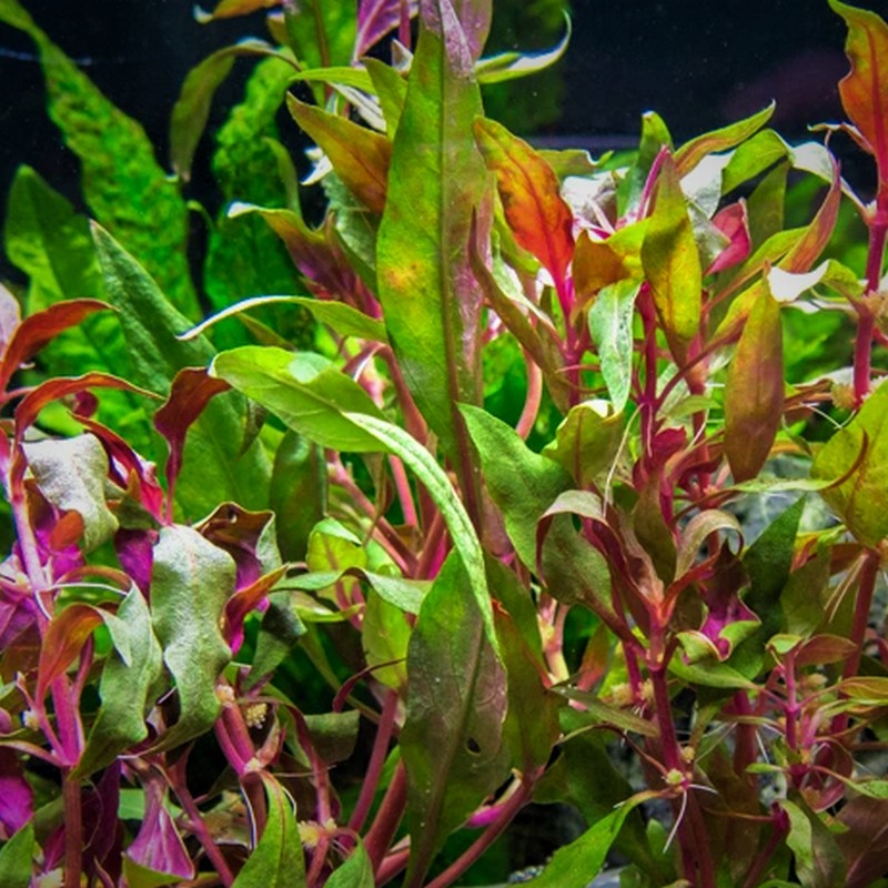 Single Alternanthera Reineckii Scarlet Temple tropical aquatic plant for freshwater aquariums, vibrant red leaves, healthy and lush.