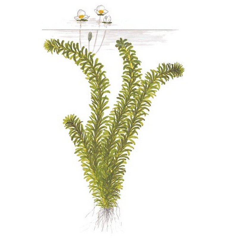Live Elodea Densa oxygenating aquatic plant bunch, ideal for freshwater aquariums and aquatic plant enthusiasts.