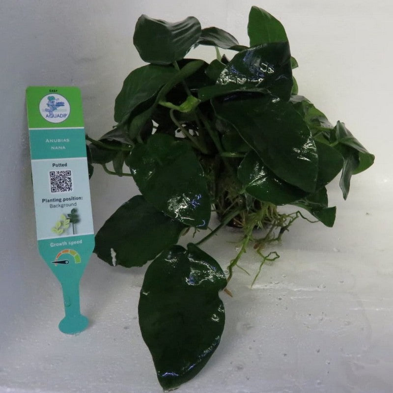 Live Anubias Nana tropical plant for aquariums, featuring lush green leaves and compact growth, ideal for freshwater tanks.