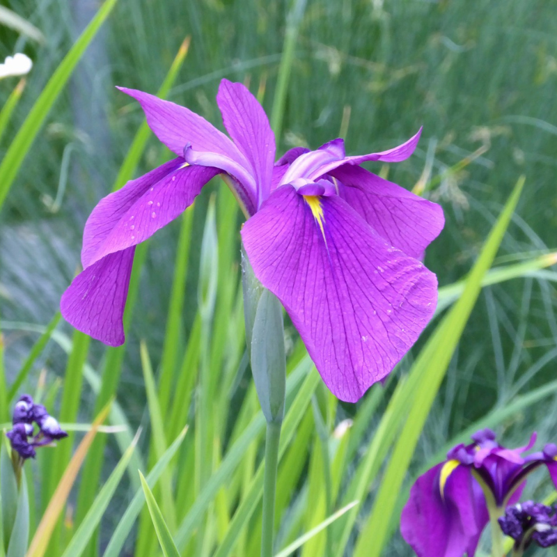 Iris Ensata Japanese Clematis Iris