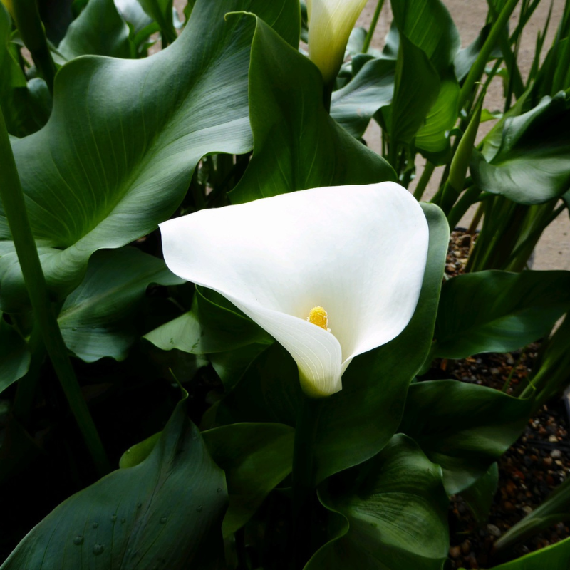 Zantedeschia Aethiopica Crowborough Arum Lily