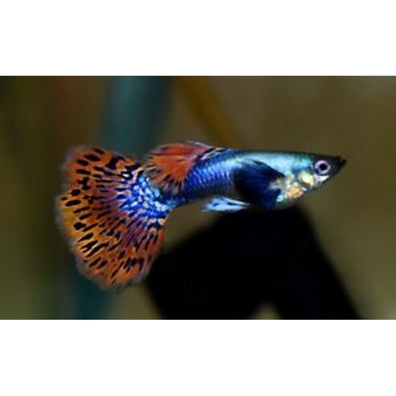 Dumbo Ear Male Guppy