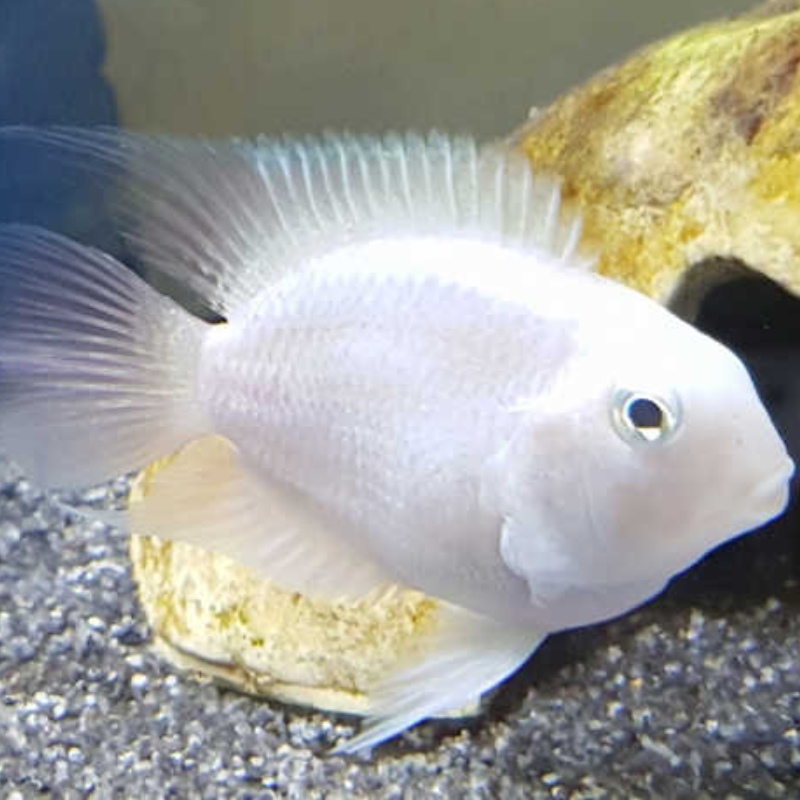 White Parrot Cichlid 2-3 White Parrot Cichlid 2-3