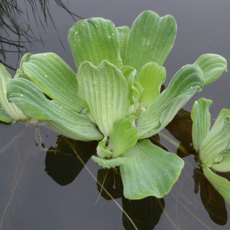 Water lettuce Pistia Stratiotes Floating Pond Plant