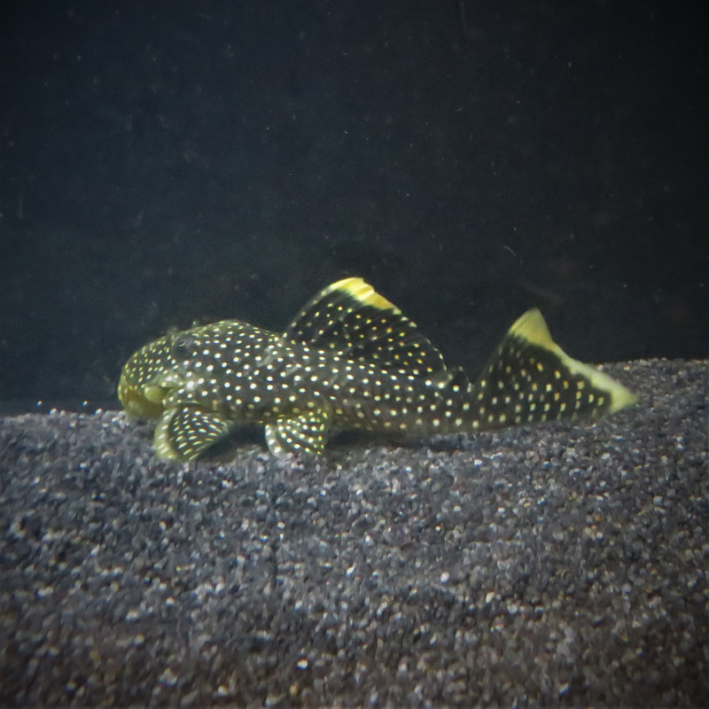 L081 Queen Gold Nugget Pleco