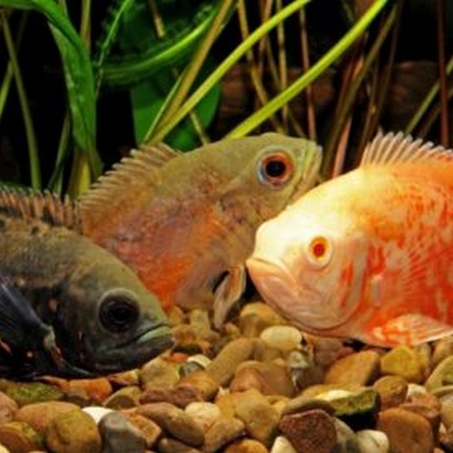 Assorted Oscar Cichlid