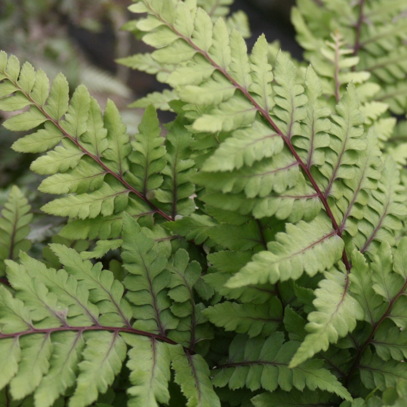 Athyrium Otoph Okanum Eared Lady Fern