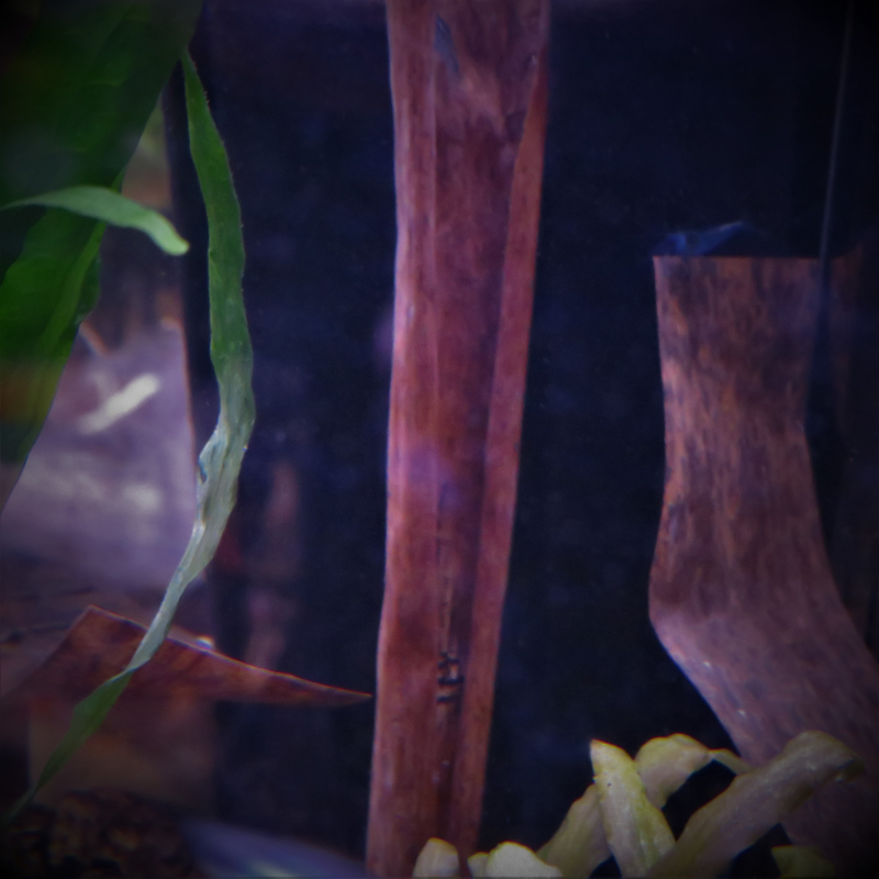 Natural Banana Leaves x20