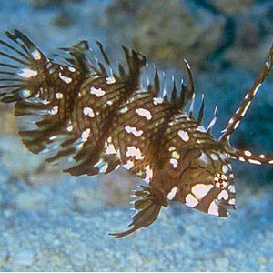 Dragon Rockmover Wrasse