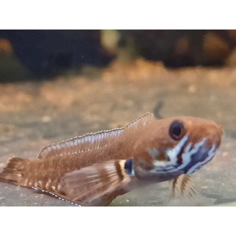 Snakehead Channa Andrao