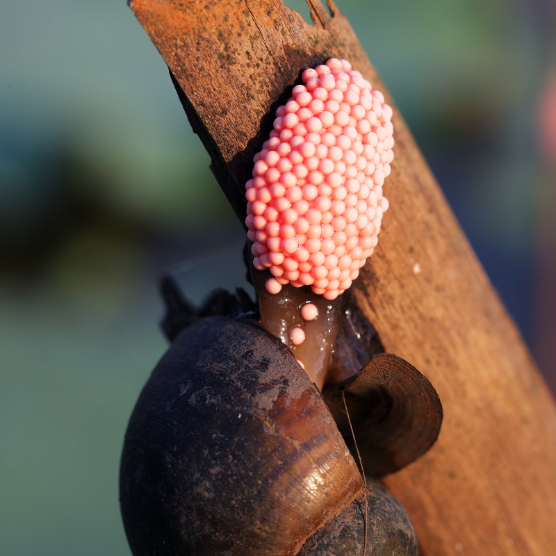 Golden Apple Snail Pomecaii