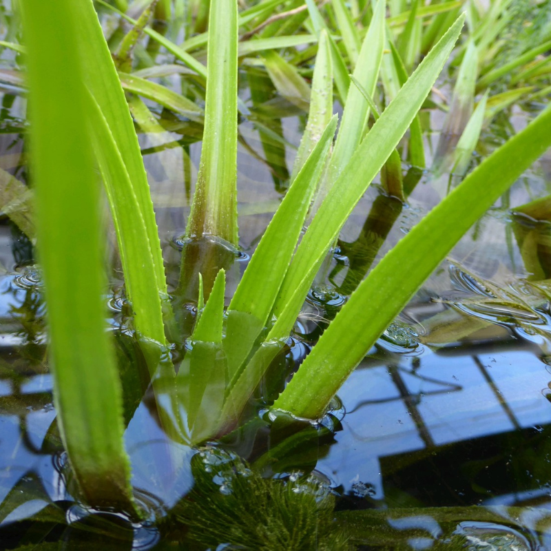 Stratiotes Aloides Water Soldier