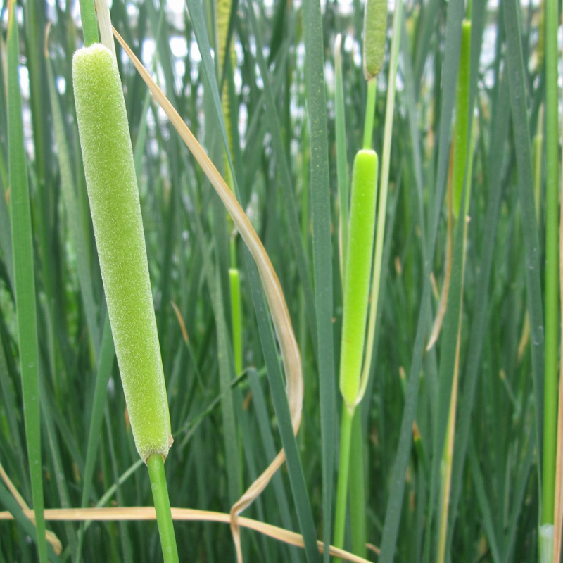 Typha Gracilis Bulrush