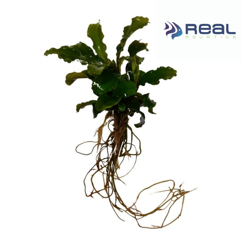 Bucephalandra Wavy Green Live Plant Bunched