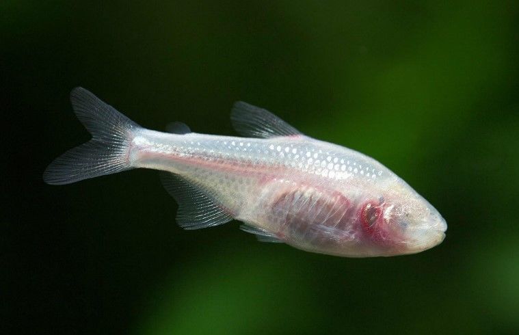 Blind Cave Tetra