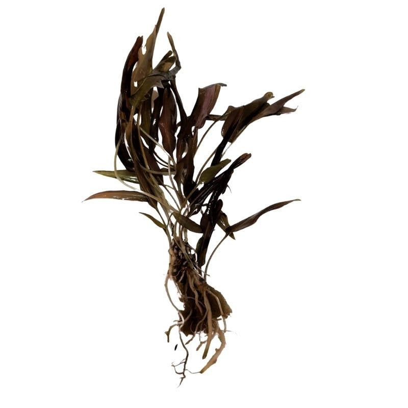 Cryptocoryne Beckettii Live Plant Bunched