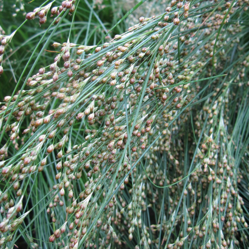 Juncus Maritimus Sea Rush