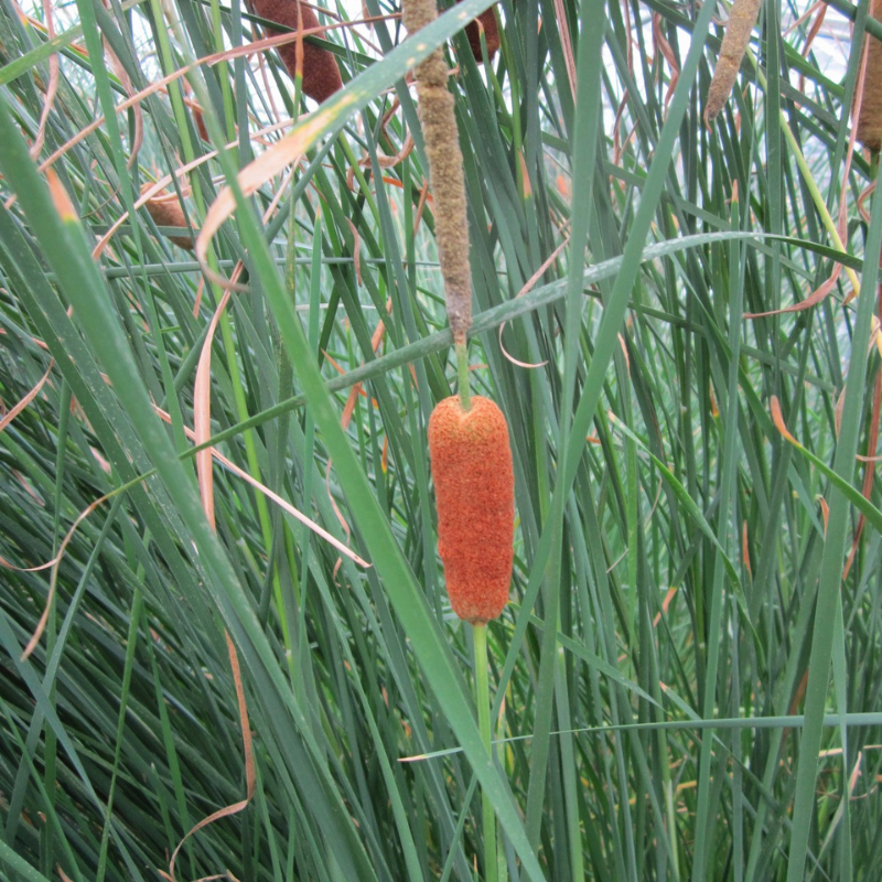 Typha Gracilis Bulrush