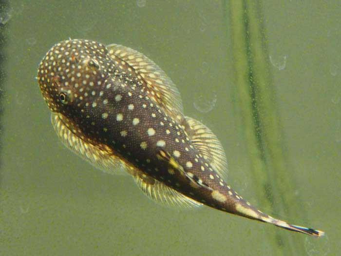 Borneo Loach | Live Temperate Fish
