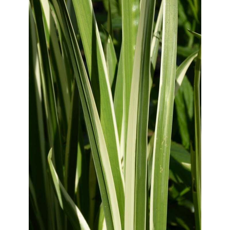 Acorus Calamus Variegatus 1 litre and 3 litre Live Plant