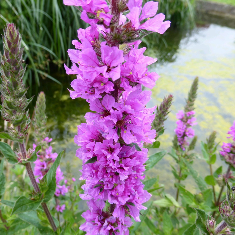 Lythrum Salicaria Purple Loosestrife