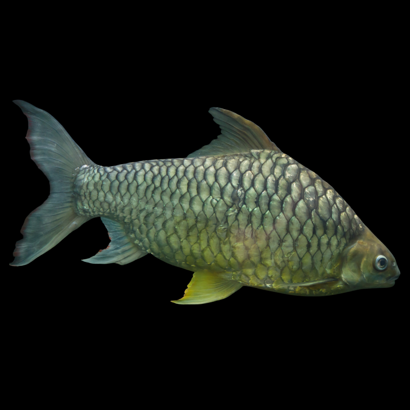 Lemon Fin Barb Diamond Shark Hypsibarbus 4-5"