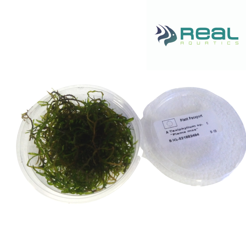 Taxiphyllum Flame Moss