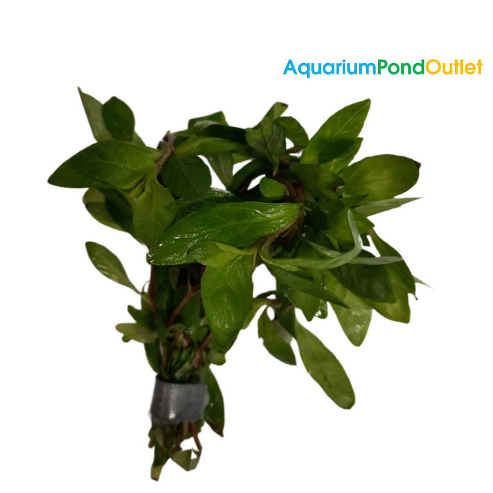 Hygrophila Polysperma Live Plant Bunched