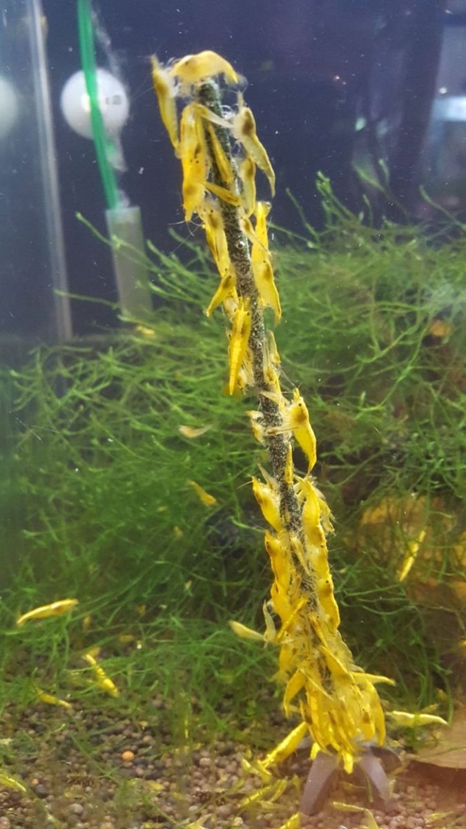 Ceramic Nature Shrimps Forever Shrimp Sticks Lollipops Algae / Vegetables (10pk)