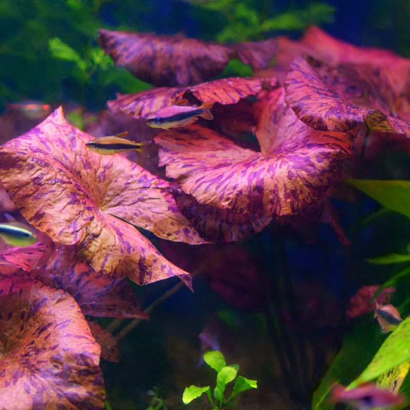 Red Tiger Lotus plant