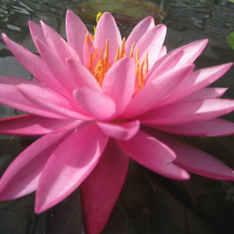 Nymphaea Mayla Water Lily