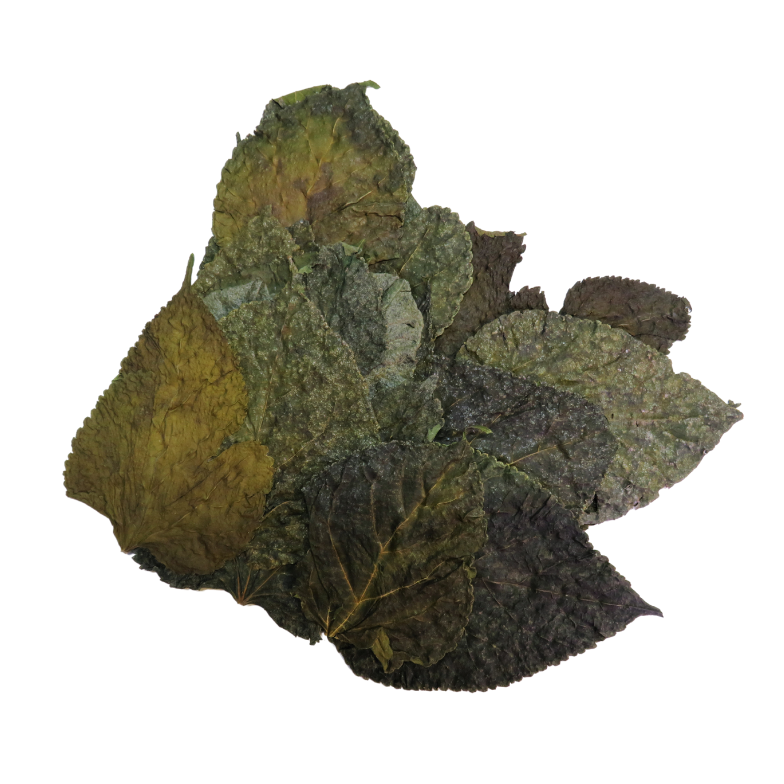 Natural Mulberry Leaves x20 Shrimp Food