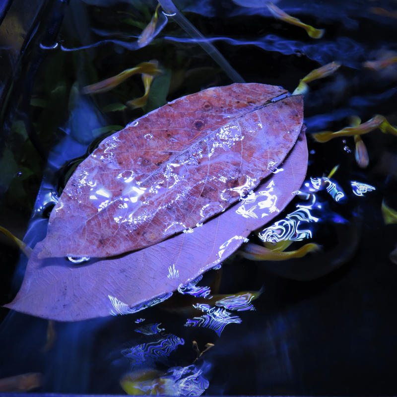 Natural Jackfruit Leaves x20