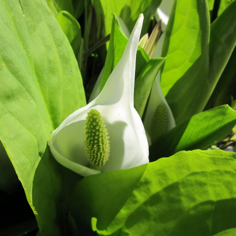 Lysichiton Camtschatcensis White Skunk Cabbage