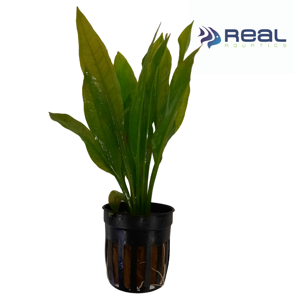 Amazon Sword Echinodorus Paniculatus Live Plant Potted