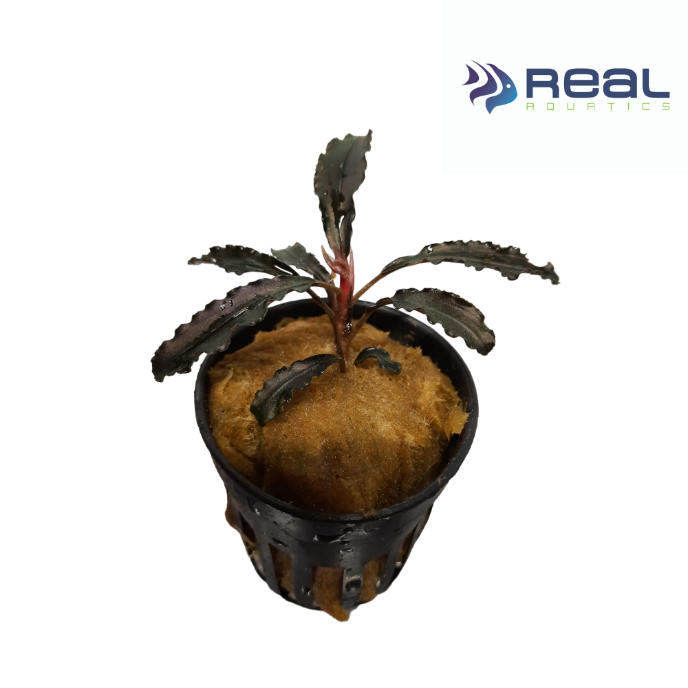 Bucephalandra Godzilla Live Plant Potted