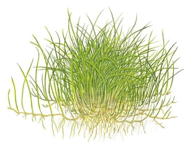 Tropica In Vitro 1-2-grow! Eleocharis acicularis 'Mini'