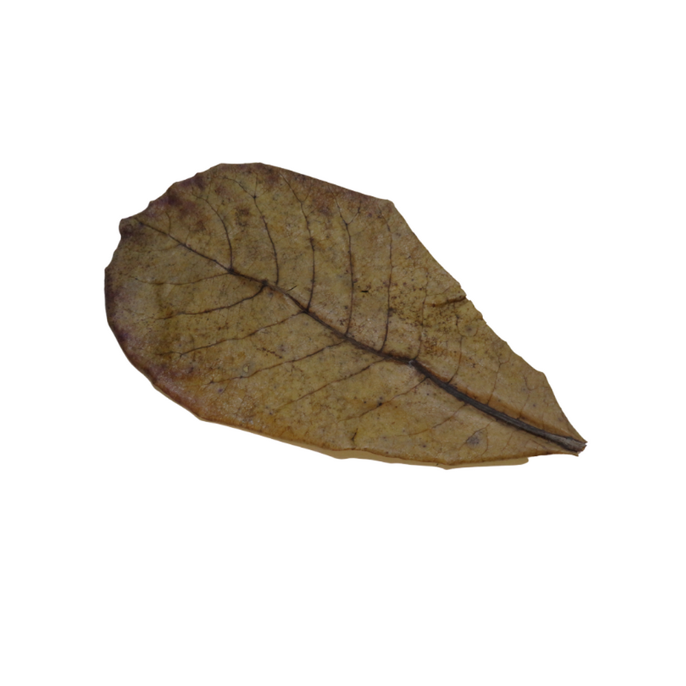 Catappa Indian Almond Leaves (XL) x20