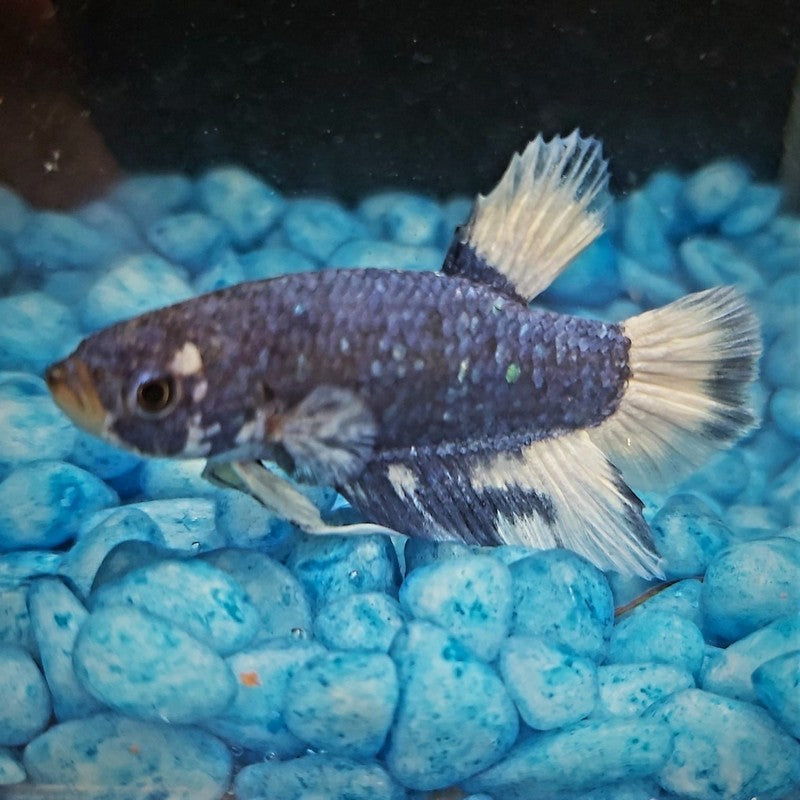 Male Betta Siamese Fighter Fish (#13)