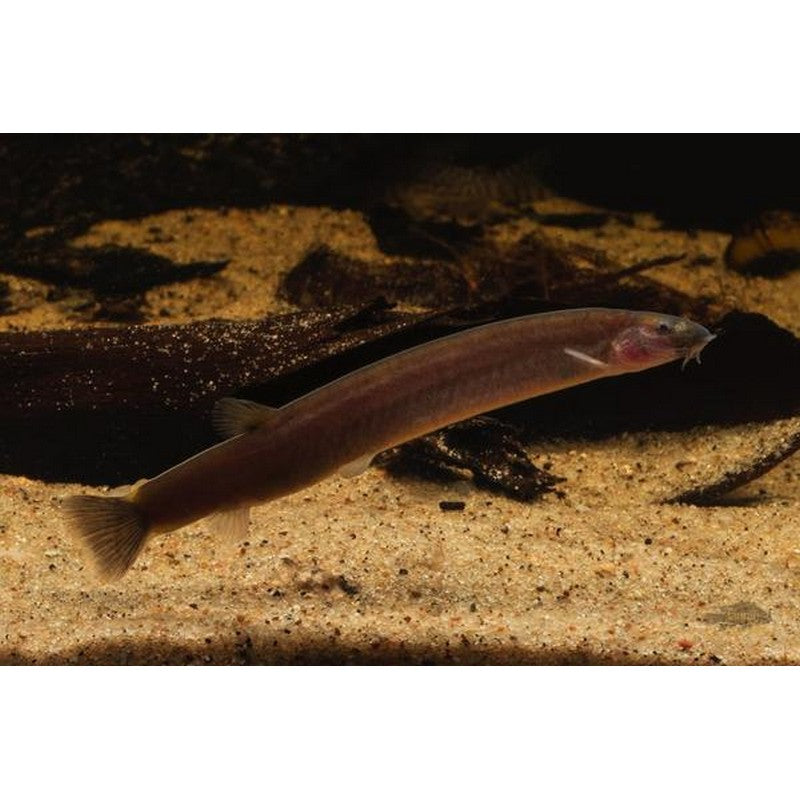 Black Kuhli Loach