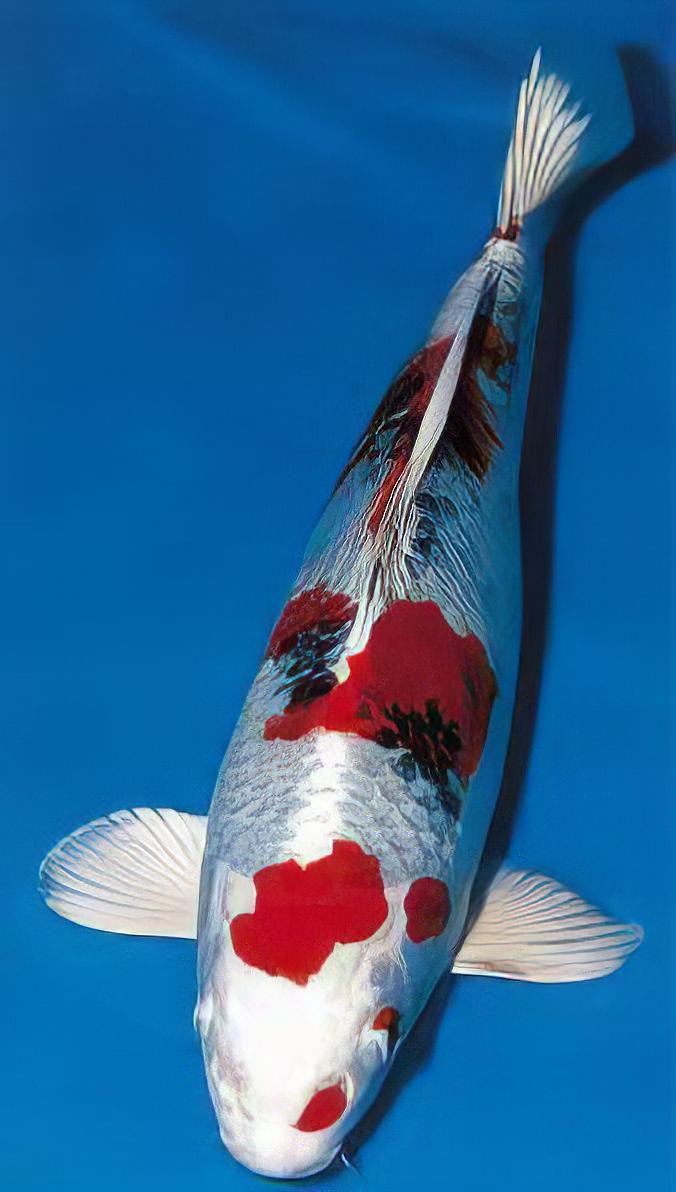 Yamato Nishiki Grade A Koi Carp Cyprinus Carpio - Real Aquatics