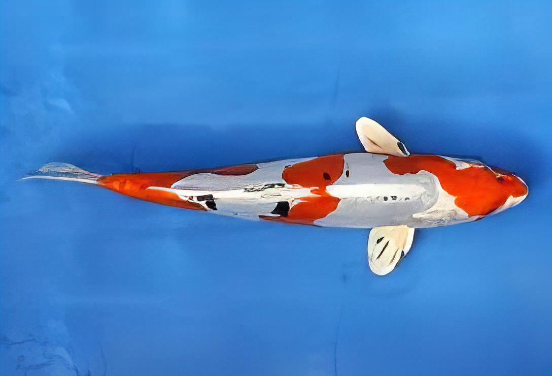 Yamato Nishiki Grade A Koi Carp Cyprinus Carpio - Real Aquatics