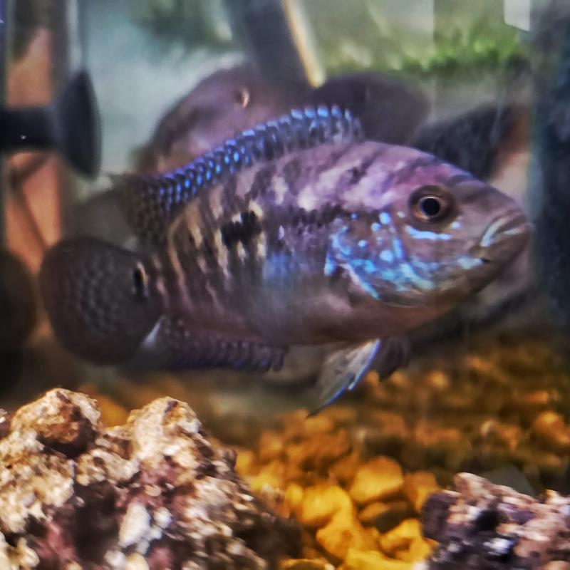 Jack Demspey Cichlid
