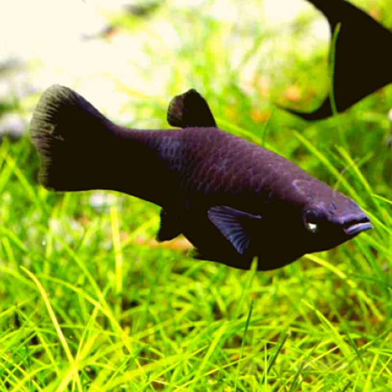 Black Molly